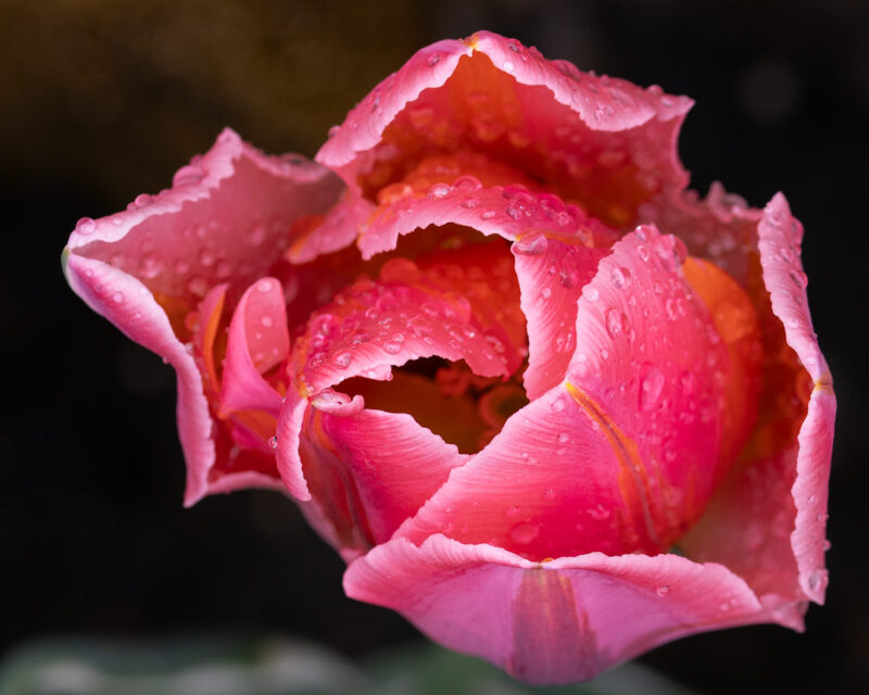 Macro photograph of a vibrant red tulip covered with fresh rain droplets during spring in the Netherlands.