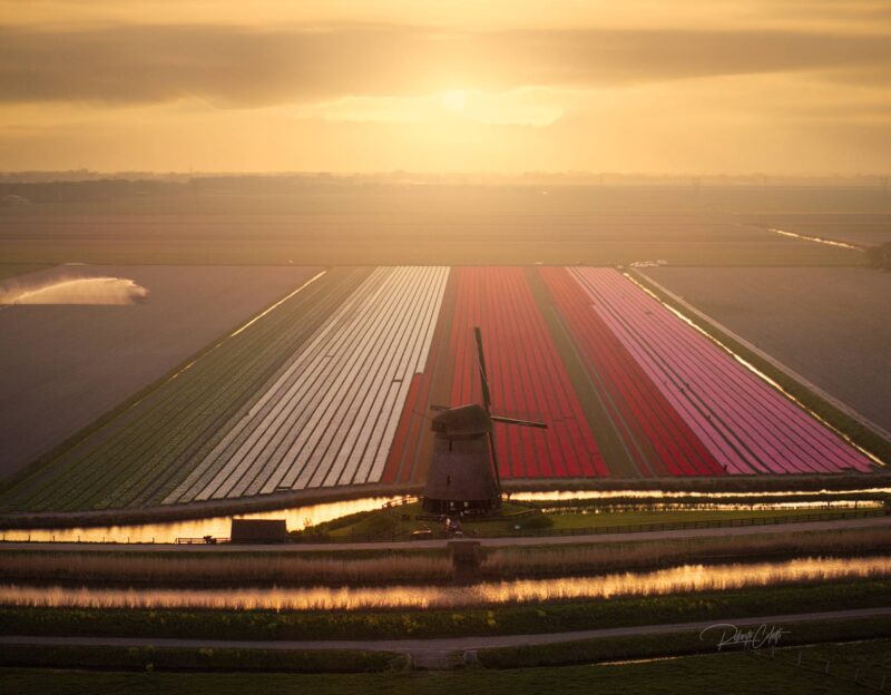 Drone view of a traditional Dutch windmill overlooking colorful tulip fields at sunset in Schermerhorn, North Holland, Netherlands.
