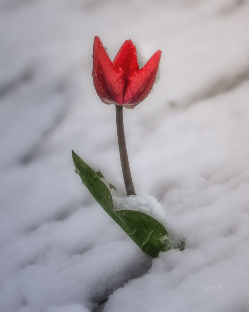 Single tulip blooming during an unexpected spring snowfall in the Netherlands, surrounded by fresh snowflakes.
