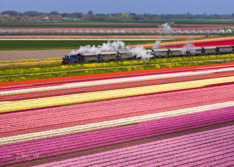 A historic steam train travelling through colorful tulip fields during spring in the Dutch countryside, Netherlands.