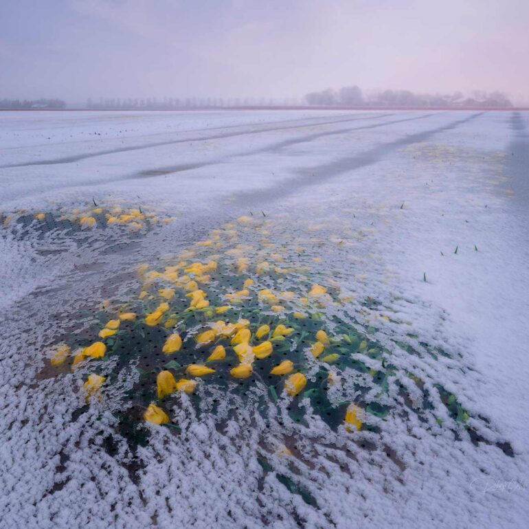 Dutch tulip field protected by plastic covers during a late spring snowfall in the Netherlands to prevent frost damage.