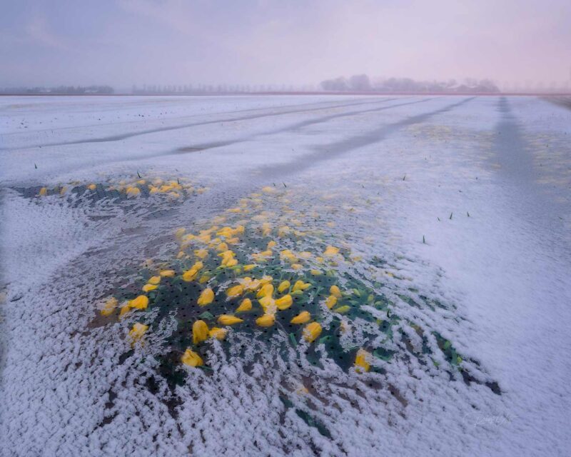 Dutch tulip field protected by plastic covers during a late spring snowfall in the Netherlands to prevent frost damage.