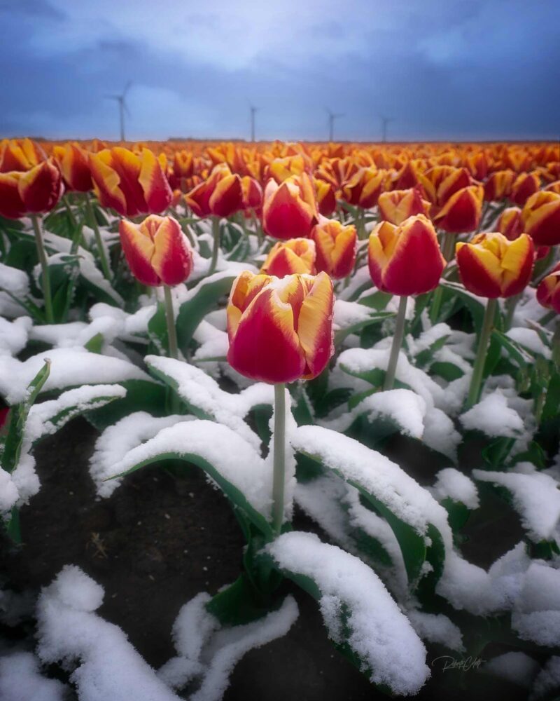 Colorful tulip field covered by fresh snowfall in the Netherlands during an unexpected spring snowstorm.