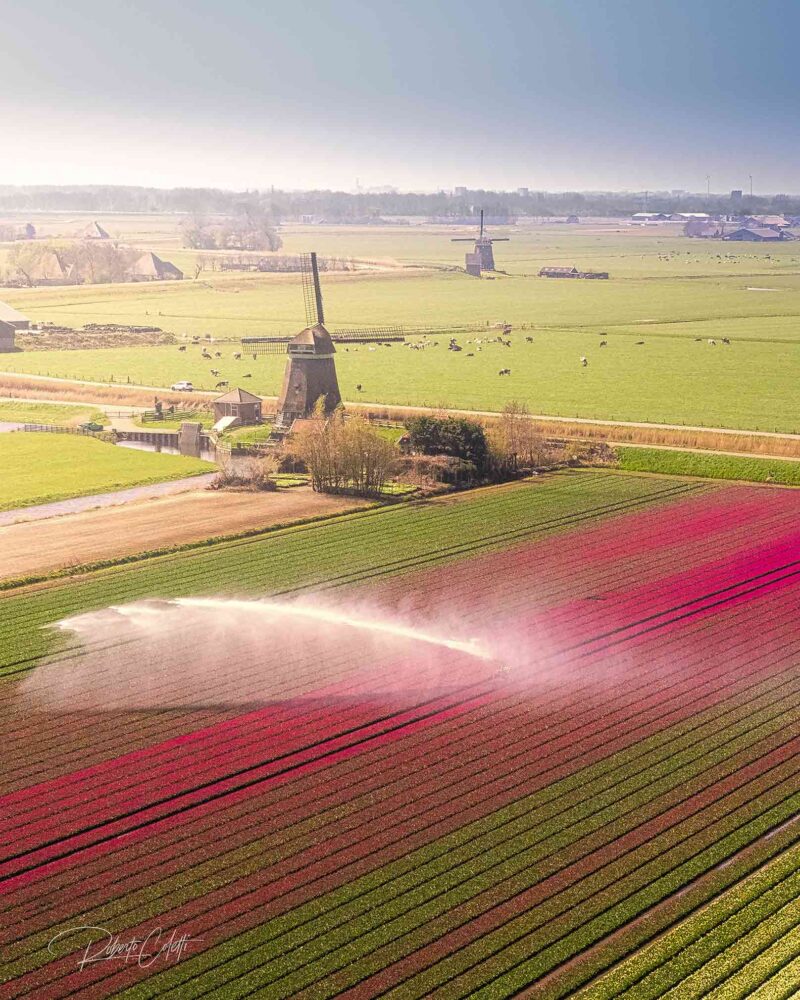 Aerial view of colorful tulip fields and traditional Dutch windmills at sunset, with freshly irrigated fields reflecting the golden evening light in the Netherlands.