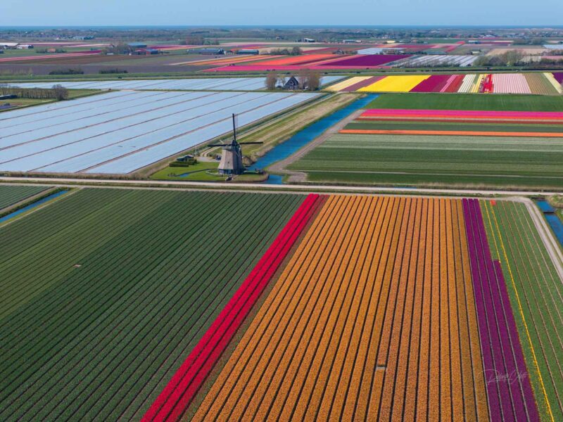 Perfect rows of colorful tulips stretching across the Dutch countryside during a golden spring.