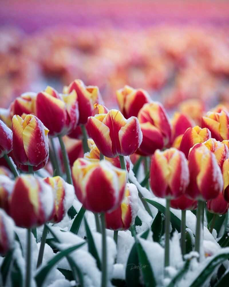 Blooming tulips covered with fresh snow during a rare spring snowfall in the Netherlands.