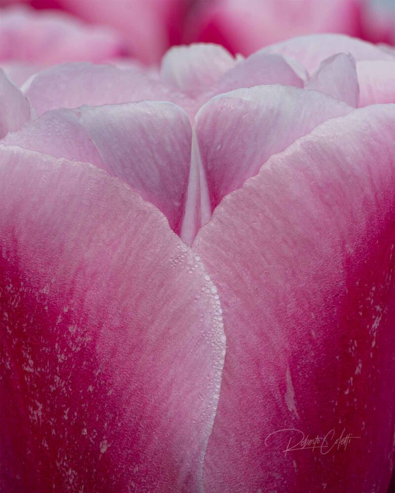 Macro view of crystal-clear water droplets resting on a dark pink tulip during spring in the Netherlands.