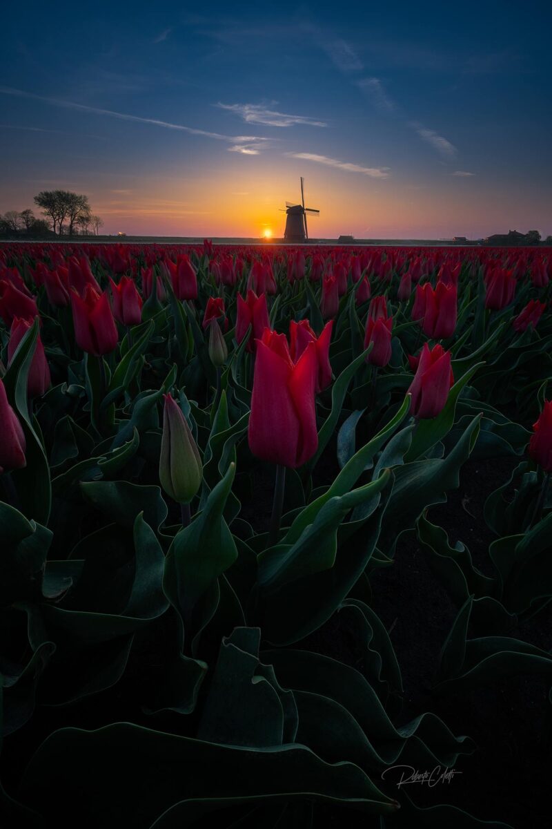 Backlit traditional Dutch windmills rising above colorful tulip fields at sunrise during spring in the Netherlands.