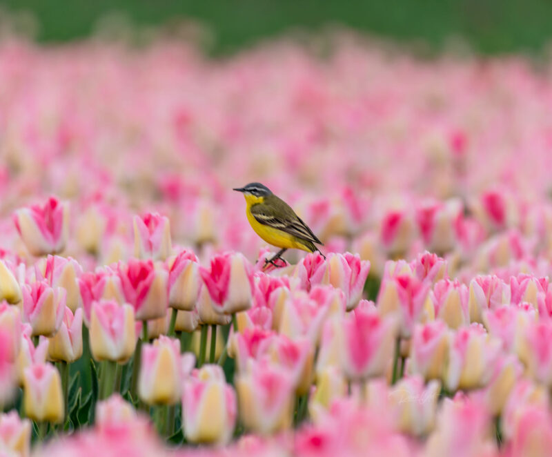 Yellow wagtail perched among vibrant pink tulip fields at sunrise in the Netherlands during the spring flowering season.