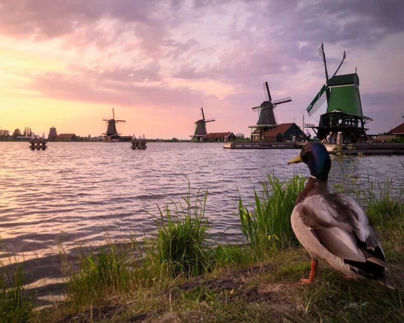 Netherlands Zaanse Schans Windmills Sunset 800x640
