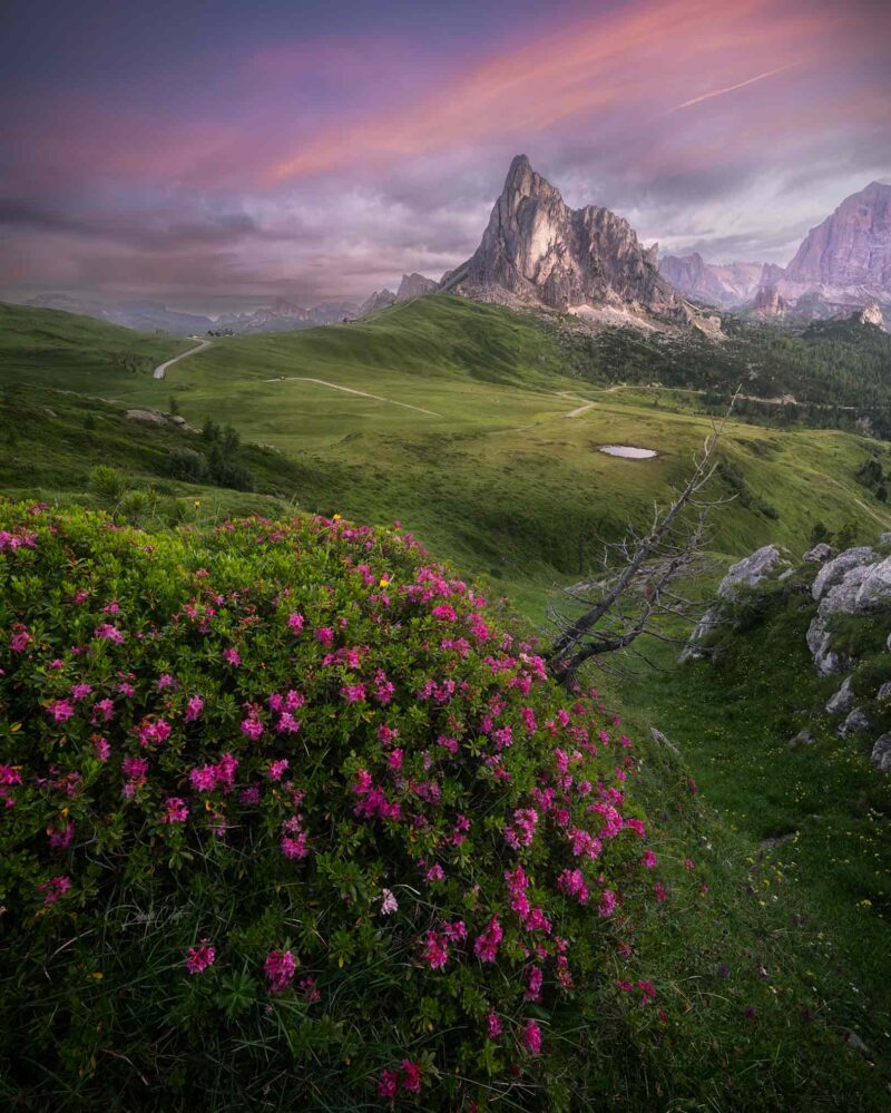 Ra Gusela illuminated by the first light of sunrise above blooming wild rhododendrons at Passo Giau in the Italian Dolomites.