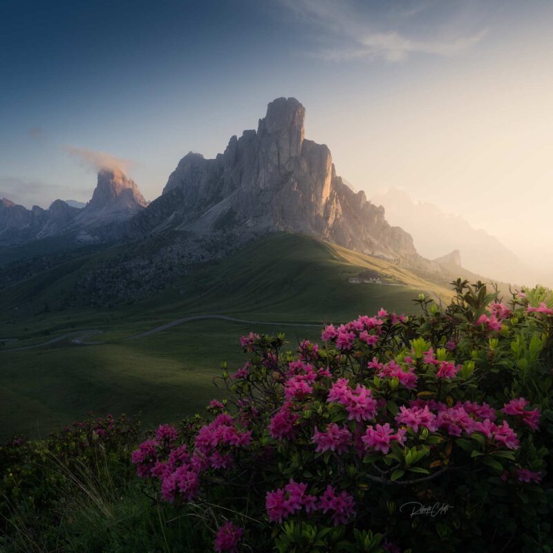 Ra Gusela illuminated by the first light of sunrise above blooming wild rhododendrons at Passo Giau in the Italian Dolomites.