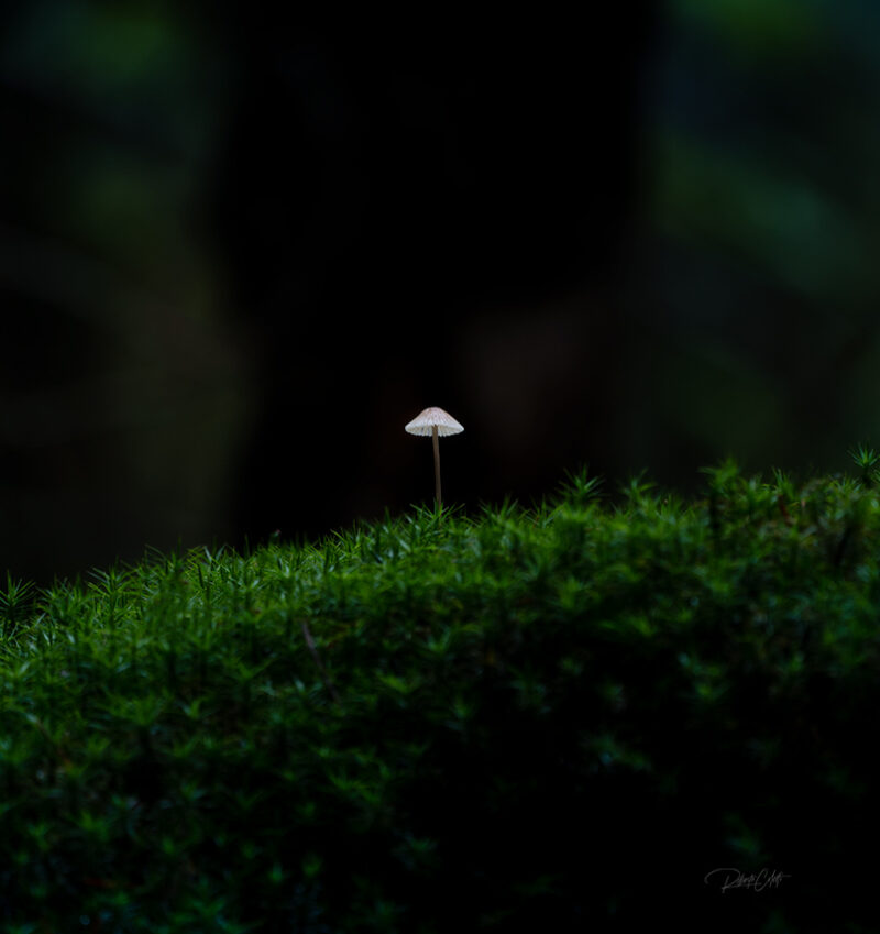 Solitary mushroom surrounded by green moss in the ancient beech forest of Speulderbos, the Netherlands.