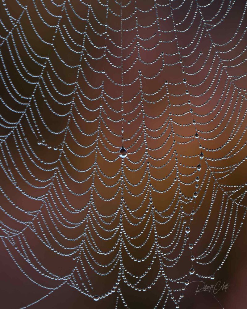 Macro photograph of a spider web covered with raindrops after a rainy day in the Netherlands